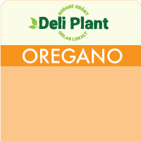 Oregano