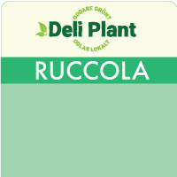 Ruccola