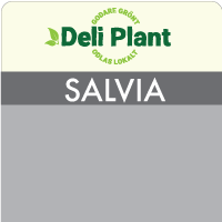 Salvia
